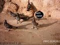 mardin taklac? g�vercinleri