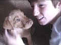 Cute Labrador Puppy