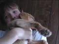 Cute Labrador Puppy