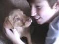 videos de Cute Labrador Puppy