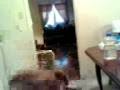 cordey.3gp