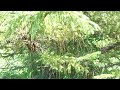 Honey bee swarm forming