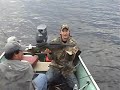 BIG WALLEYE  (Kipawa lake)