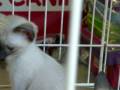 Adorable baby kittens in a pet shop
