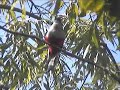 Tocororo cantando,Cuban Trogon singing Tocororo cantando,Cuban Trogon singing