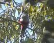 Tocororo cantando,Cuban Trogon singing Tocororo cantando,Cuban Trogon singing