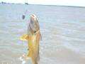 pesca de corvina en la ria de bahia blanca
