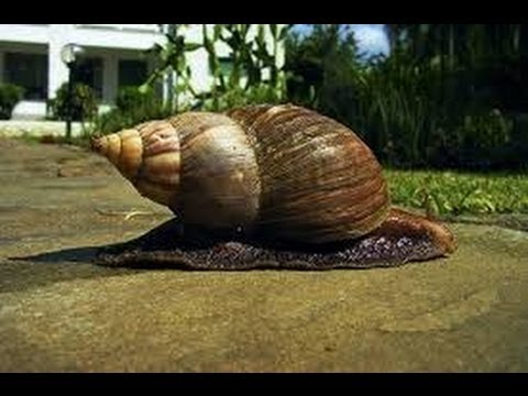 how to care for a giant african land snail