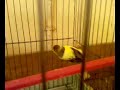 canaris de Abderahmane.