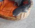 k�tzchen
