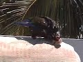 Paco the Parrot takes a Bath Paco the Parrot takes a Bath