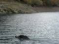 videos de Pesca a traina con il cinghiale..Sillo Terni