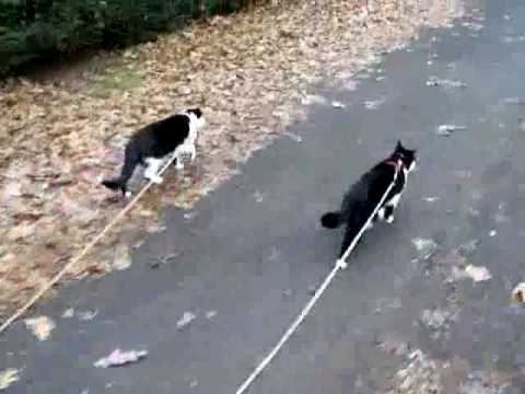 Cat walking dog on leash youtube