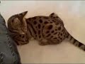 F2 Savannah Kittens With New Toys