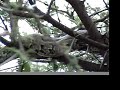 African python #1