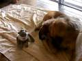 SXM - Monkey Diary - Chapter 5 - Part 9