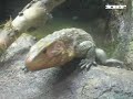 Caiman lizard - Dracaena guianensis