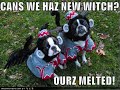 FUNNY DOGZ