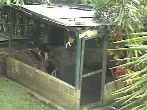 Quando um Beagle quer, ele QUER!!!