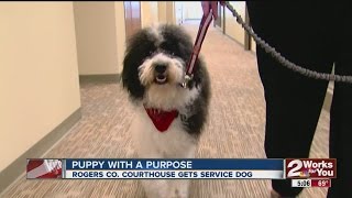 Court Reporter Provides Therapy Dogs for Courthouse