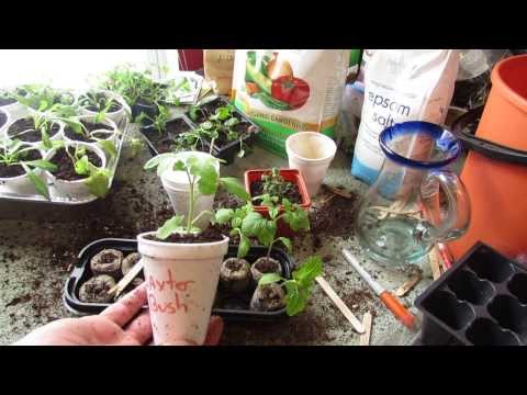 how to fertilize seedlings tomato