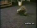 Gato contorsionista!!! xDDD