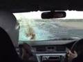 bird hits 180mph car