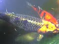Koi fish Koi fish