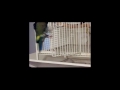 Disapproving Parrot Disapproving Parrot