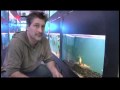 Pet Fish & Aquarium Care Tips : How to Buy Koi for Your Fish Pond