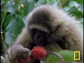 swinging gibbon Borneo acrobat branch rope net