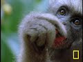 Talk about acrobatics.  These gibbons in Borneo can swing from branch to branch, sometimes up to 30 feet.  And that's without a rope or safety net!See all National Geographic videos:http://video.nationalgeographic.com/?source=4001