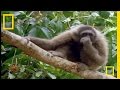 The Swinging Gibbon