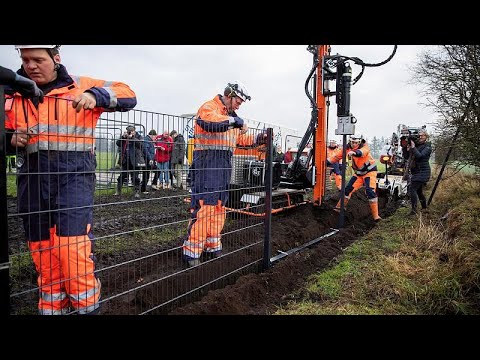 Afrikanische Schweinepest (ASP): Dnemark befestigt ...