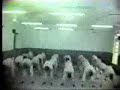 martial-arts-demonstration-by-gene-chicoine-at-osu.html