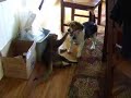 coco
