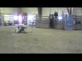 April Bull Videos 021