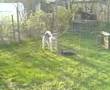 Alaskan Malamute video