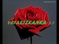 DAMARSA DAMAR KEDERSE KEDER VEFASIZKANKALAR SİZLERE YETER...!