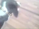 Hungry Like A Woff - most funny & stupid dog in the world