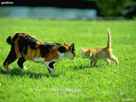 See video