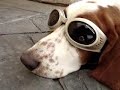 basset houd mosca