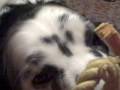 Doggeh Dreams