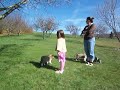 Babies and shelties 1