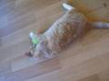 cess (gehandicapt) spelen met de bal