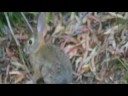 Animal Moments