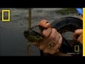 Mega Anaconda!