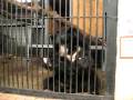 Bear India Black