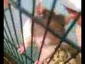 Rocky rat !