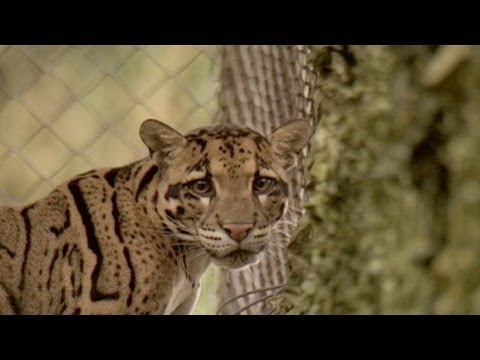 leopards - The lawless city of Tachilek, in Asia's golden triangle, is a smuggler's paradise. It is the international hub for the illegal sale of endangered species.
